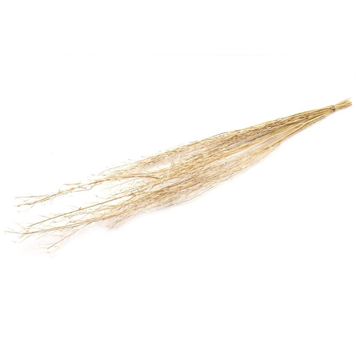 <h4>Dried flowers Mustard grass 90cm</h4>