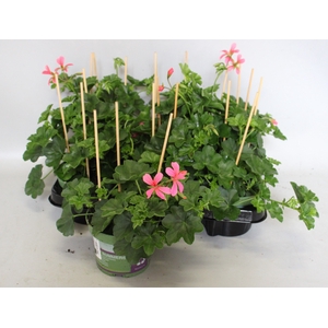 Pelargonium peltatum Balcon Pink
