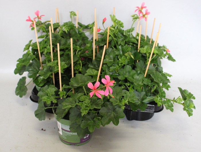 <h4>Pelargonium peltatum Balcon Pink</h4>