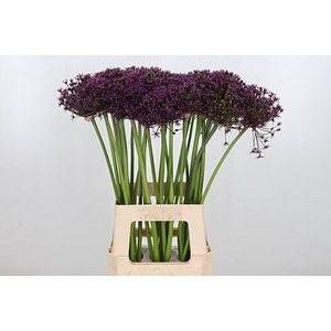 ALLIUM GROOTBLOEMIG