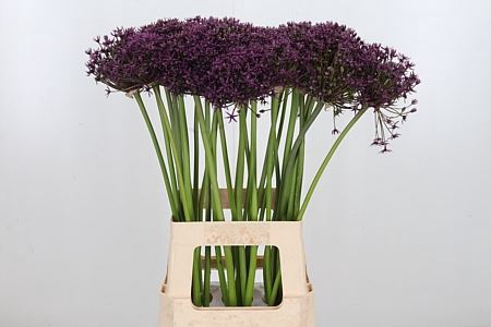 <h4>ALLIUM GROOTBLOEMIG</h4>