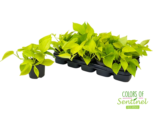 <h4>EPIPR GOLDEN POTHOS</h4>