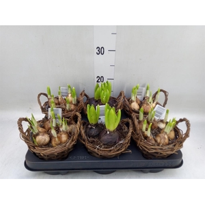 Arr.   Bol/Knolgewas L%