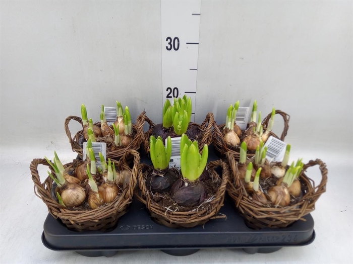 <h4>Arr.   Bol/Knolgewas L%</h4>