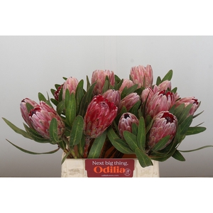 Protea Pink Ice