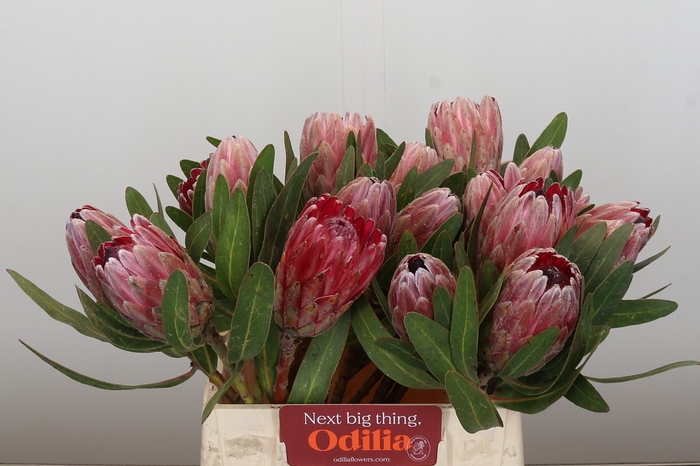 <h4>Protea Pink Ice</h4>