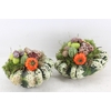 arr4 Sierfruit PP - Pattison x4 mix