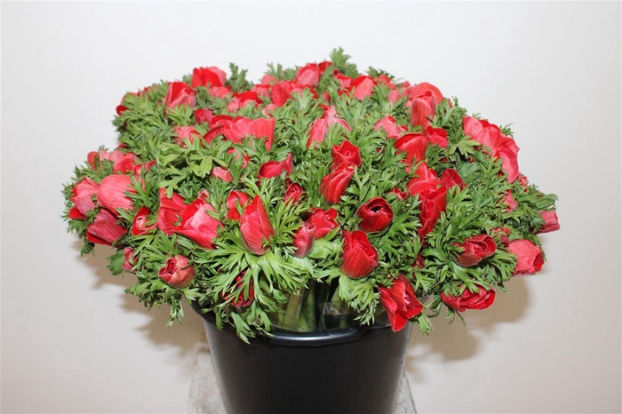 <h4>Anem Marianne Red</h4>