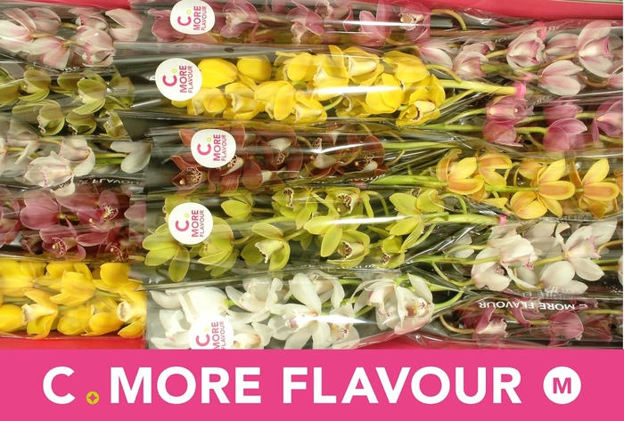 <h4>CYMB MI GEM</h4>