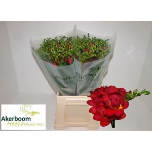 Freesia du Expression