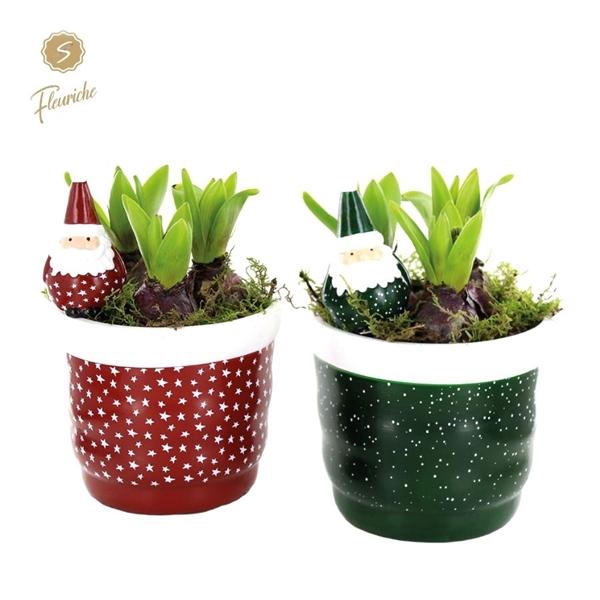 <h4>(3845) Hyacint Snowdrop 3PP Mos</h4>