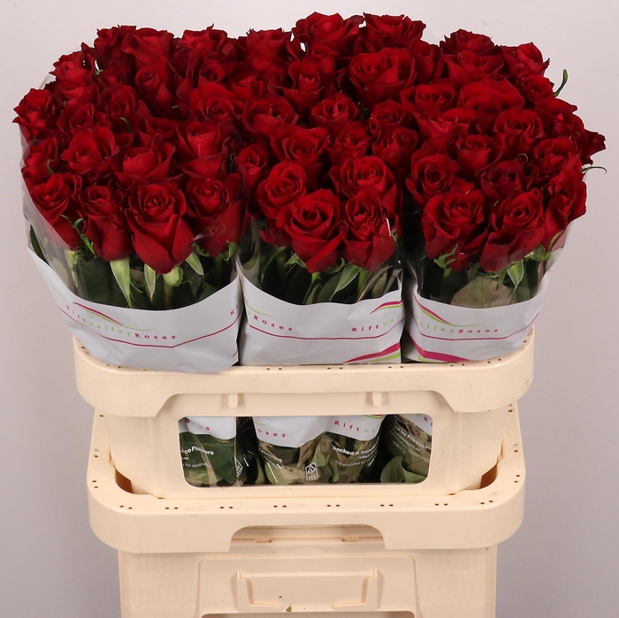 <h4>R GR EVER RED</h4>