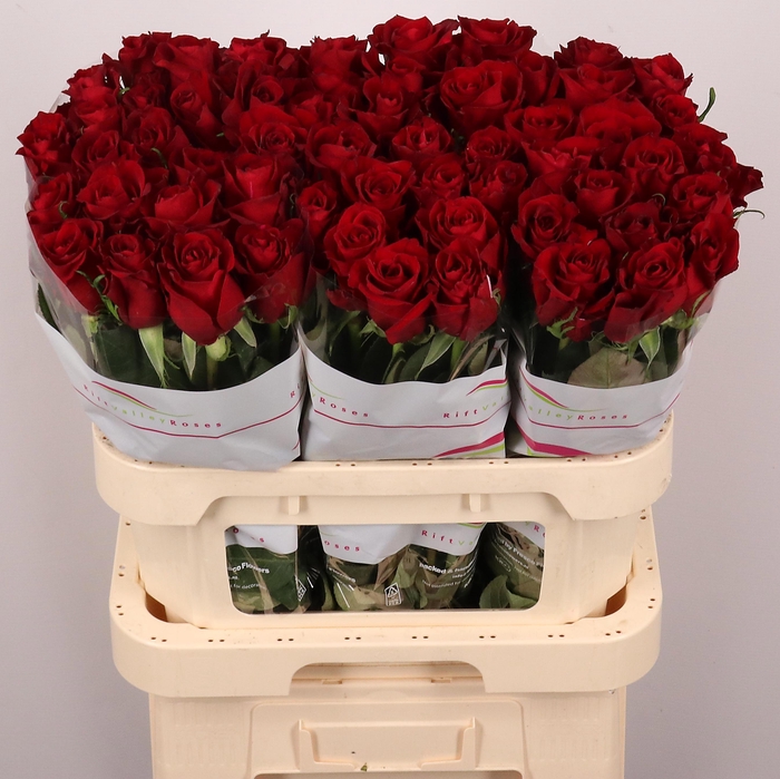 <h4>R GR EVER RED</h4>