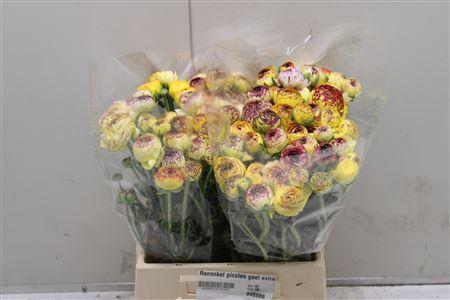 <h4>Ranonkel Extra Pico Geel</h4>