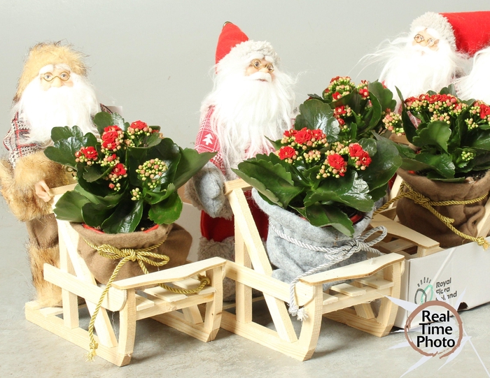 <h4>ARR KAMERPLANTEN H%</h4>