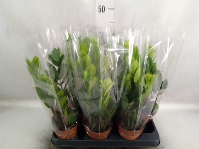 <h4>Zamioculcas zamiifolia</h4>