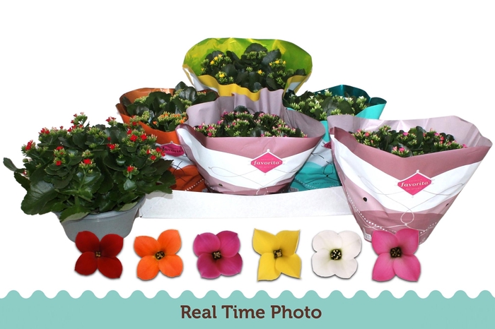 <h4>KAL EN GEM 6 KL</h4>