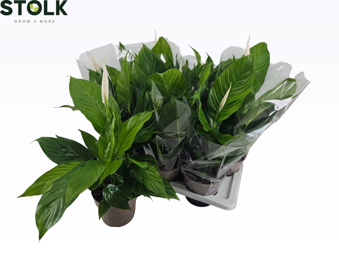 <h4>SPATH SWEET SILVIO</h4>