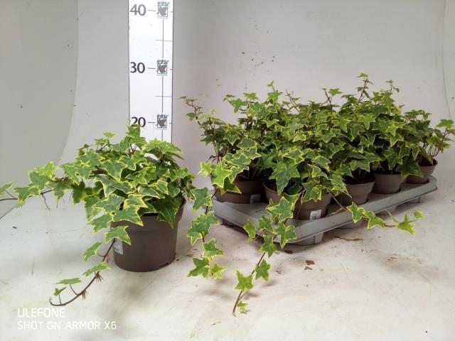 <h4>HED HE GOLDCHILD</h4>