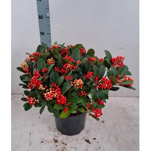 Veitchii 26cm 25+ tros