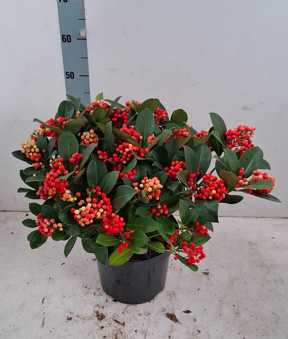<h4>Veitchii 26cm 25+ tros</h4>