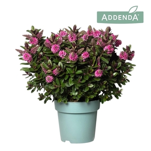 Hebe Addenda® Vinoa® Pink P15