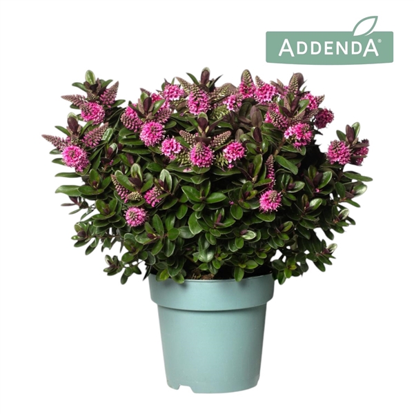 <h4>Hebe Addenda® Vinoa® Pink P15</h4>