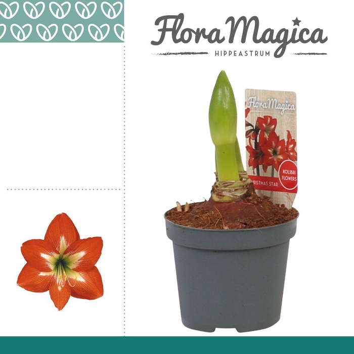 <h4>Amaryllis Kolibri Christmas Star 2 Knop</h4>
