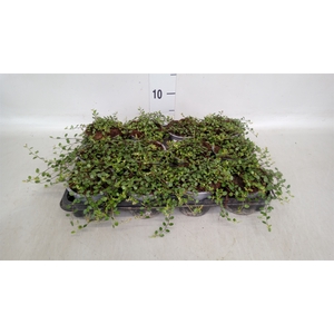 Muehlenbeckia com. 'Mao'ri'