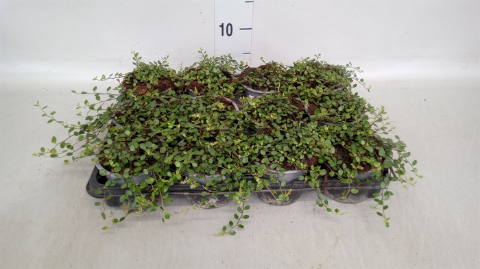 <h4>Muehlenbeckia com. 'Mao'ri'</h4>