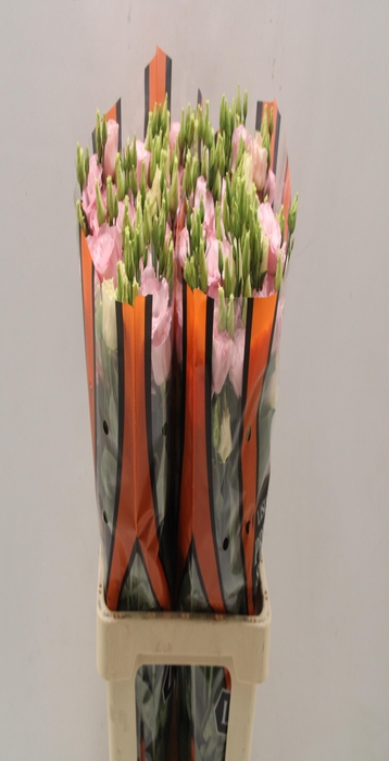 <h4>Lisianthus do lisanne light pink</h4>