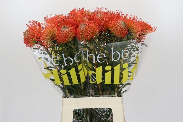 <h4>Nutans Succession</h4>