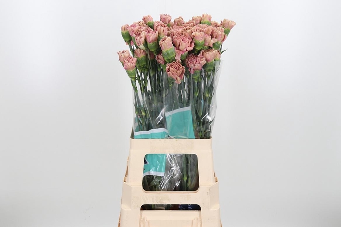 <h4>Di St Babylon</h4>