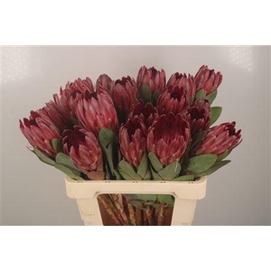 Protea Sharon