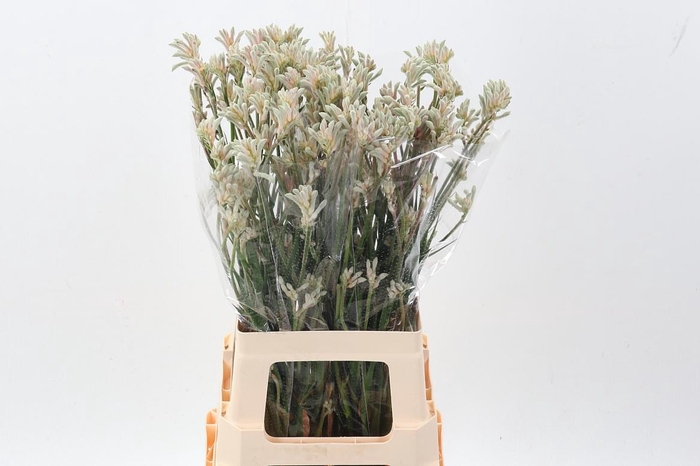 <h4>Anigoz Bush Diamond</h4>