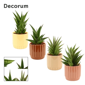 Sansevieria Crown mix 12 cm in Liam (Coffee blend-collection)