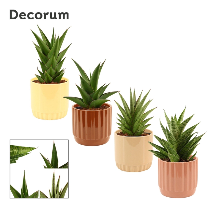 <h4>Sansevieria Crown mix 12 cm in Liam (Coffee blend-collection)</h4>