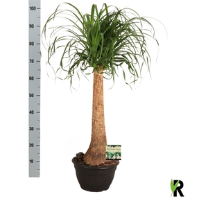 BEAUCARNEA RECUR