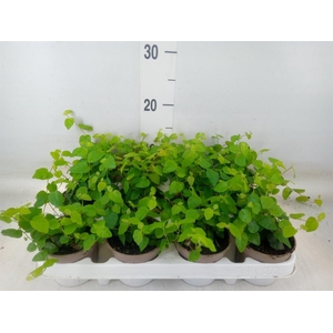 Ficus pumila 'Sunny Green'