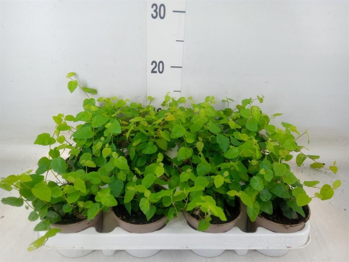 <h4>Ficus pumila 'Sunny Green'</h4>