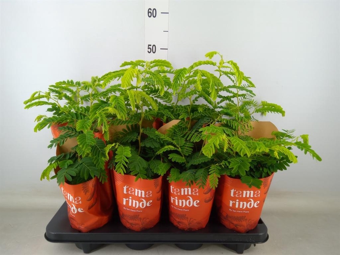 <h4>Tamarindus indica</h4>