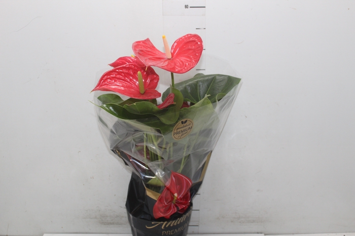 <h4>ANTHURIUM MICHIGAN P17 PREMIUM</h4>