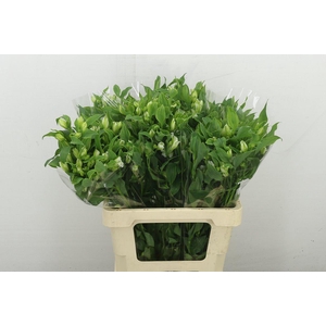 Alstr Fl Charmelia White