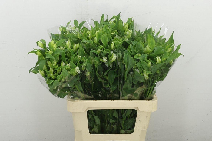 <h4>Alstr Fl Charmelia White</h4>