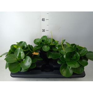 Peperomia obt. 'Green Gold'