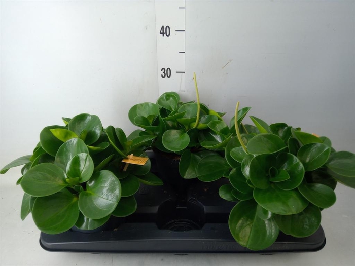 <h4>Peperomia obt. 'Green Gold'</h4>