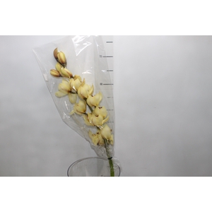 CYMBIDIUM MAX AMARELO