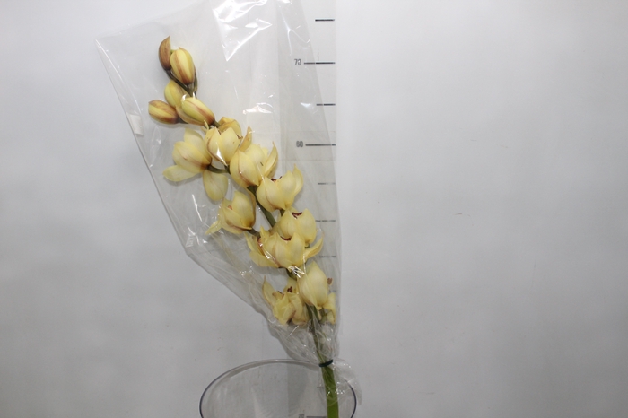 <h4>CYMBIDIUM MAX AMARELO</h4>