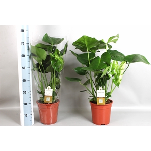 MONSTERA DELICIOSA