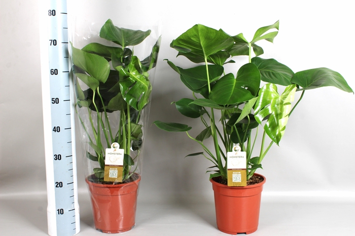 MONSTERA DELICIOSA